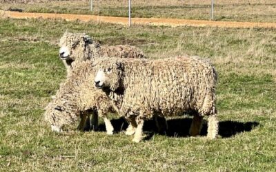 English Leicester / Lincoln Ewes