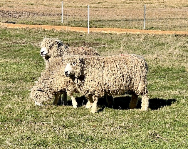 English Leicester / Lincoln Ewes