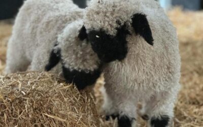 Purebred Valais Lambs