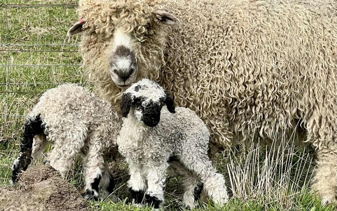 Valais Blacknose Breed Up Opportunities