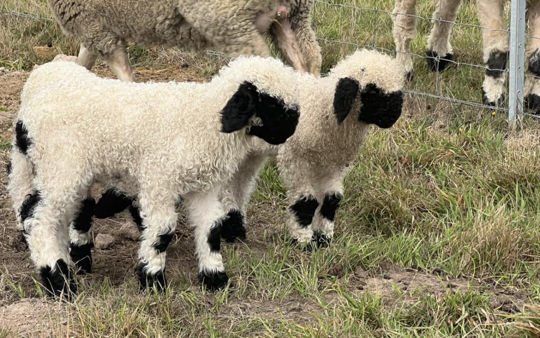 F1 Lambs