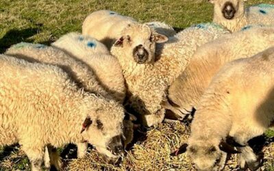 First Cross Ewes Scanned In Lamb