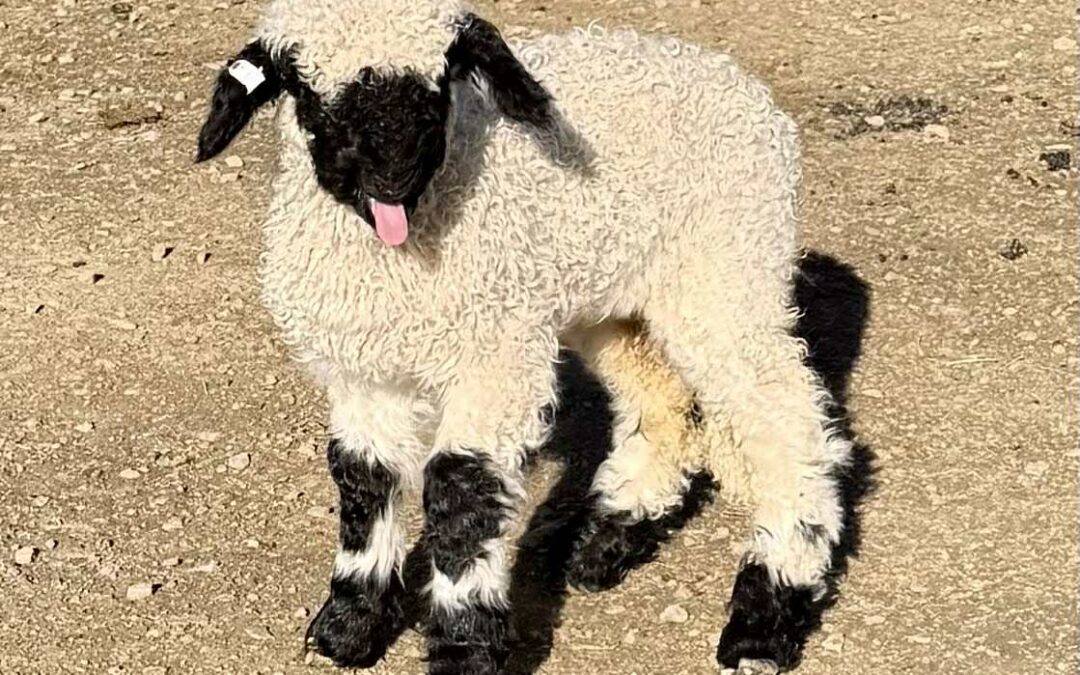 Purebred Valais Wethers