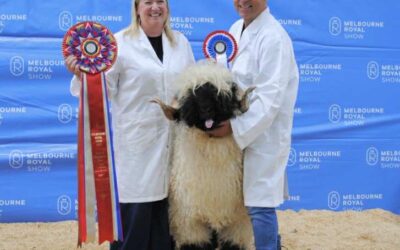 Proven Rams for Sale