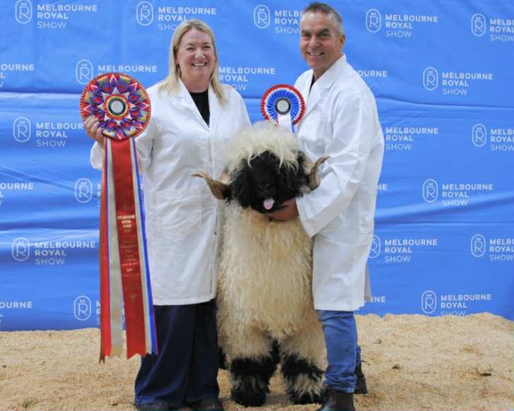 Proven Rams for Sale