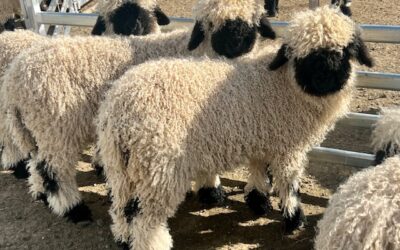 Purebred Valais Breeding Pairs