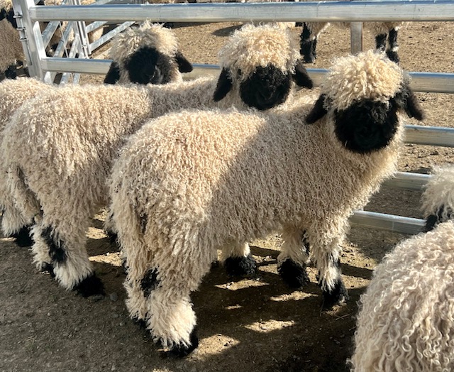 Purebred Valais Breeding Pairs