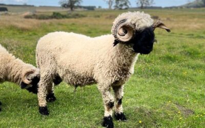 Jonas, Ram with Proven Genetics