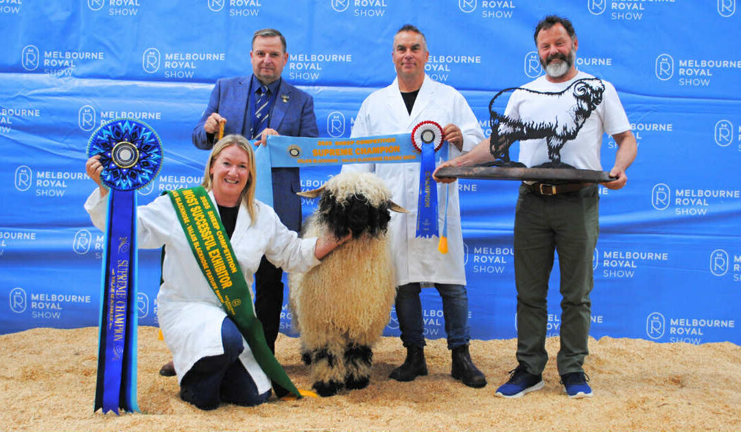 Mature Ewes for sale