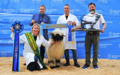 Mature Ewes for sale