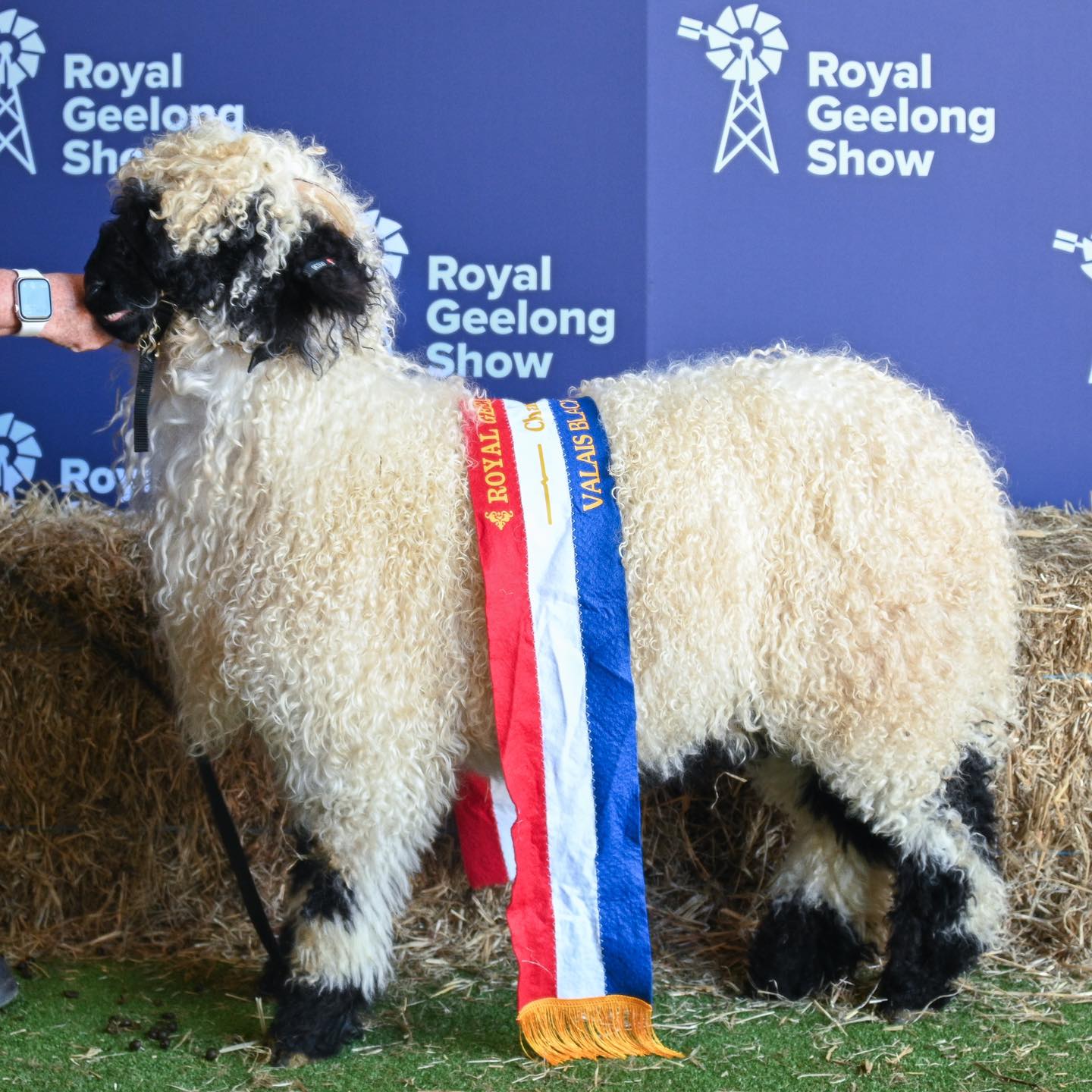 Koto - Champion Ewe (1) Koto - Champion Ewe (1)