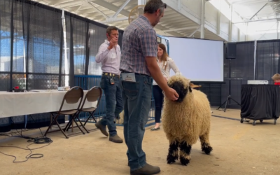 What to look for when judging Valais Sheep?