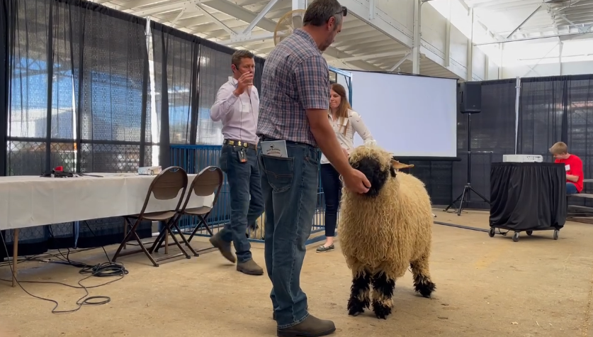 Sheep Judging