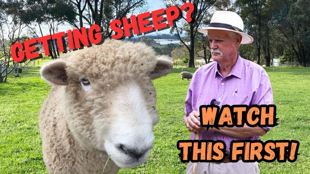 Getting Sheep