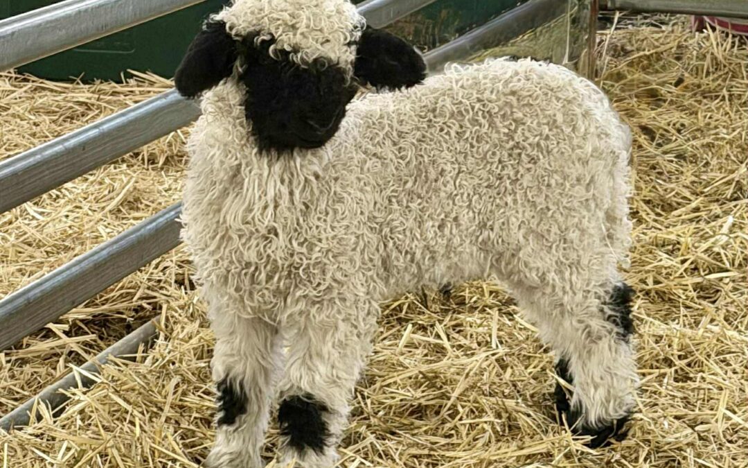 Purebred Valais Lambs