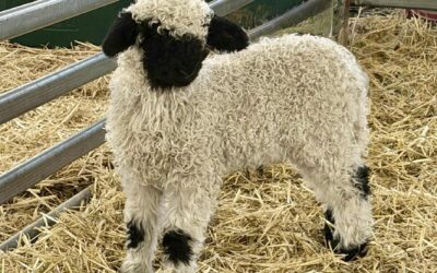 Purebred Valais Lambs