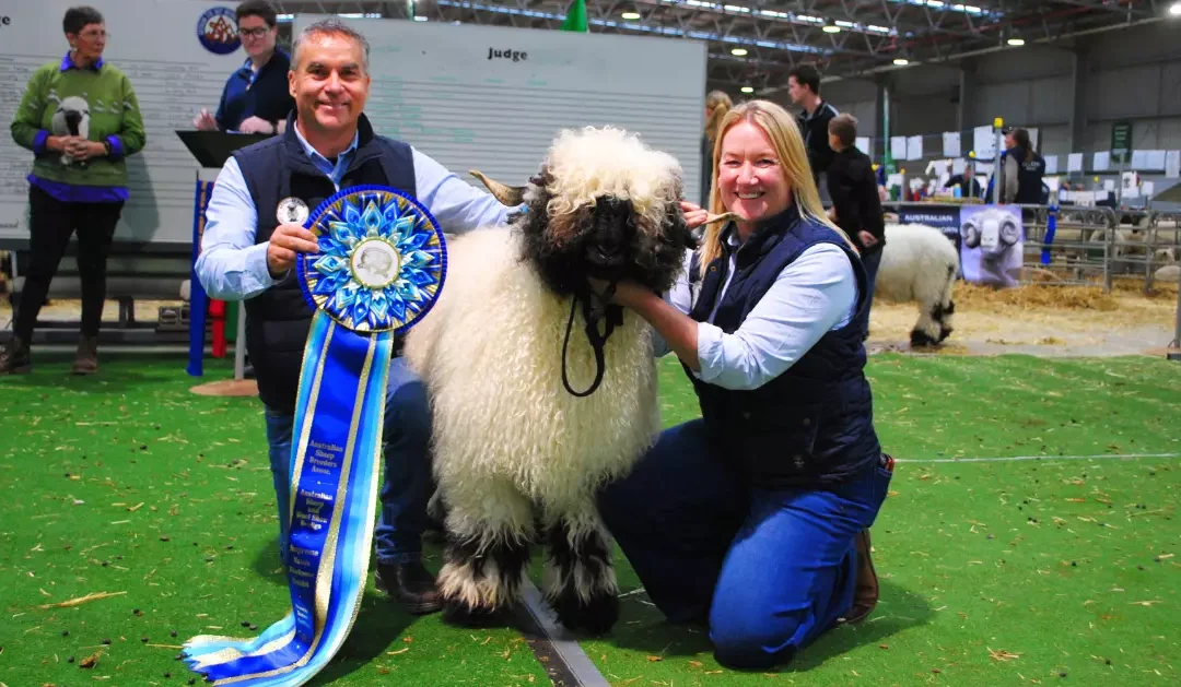 Bendigo Sheep and Wool