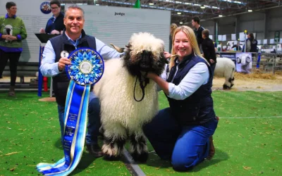 Australian Sheep and Wool Show – Highlights