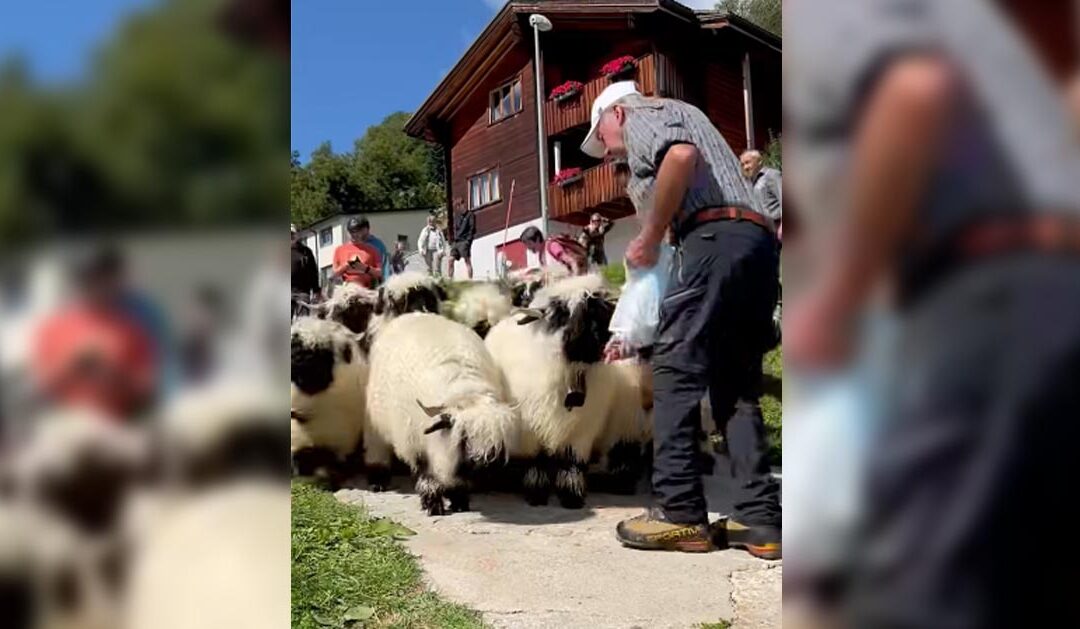 Sheep Video
