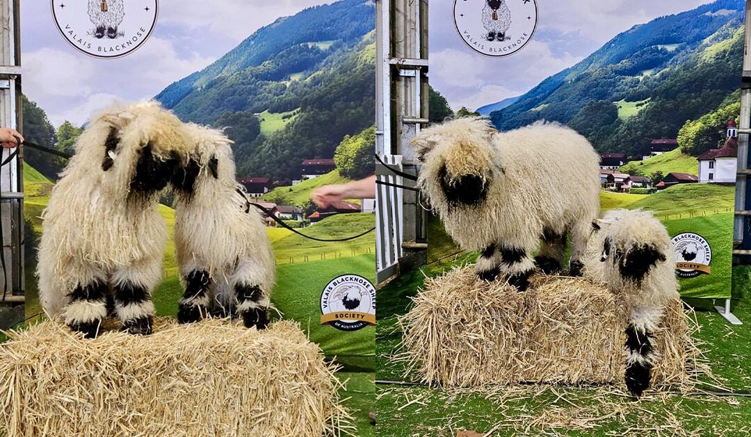 Sheep on bale