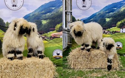 Meet the Valais Boys at Sheepvention 2025!